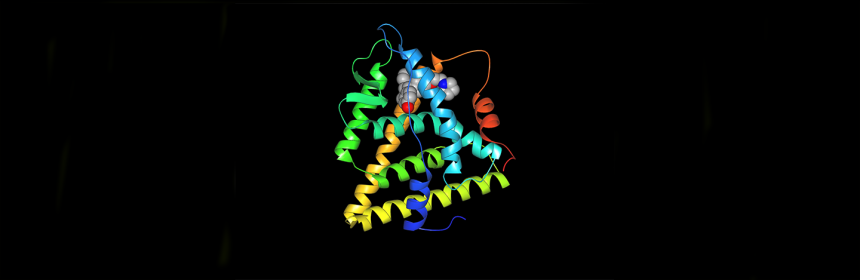 Visualization of an estrogen receptor