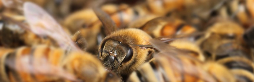 Close-up on a single honeybee in a big group