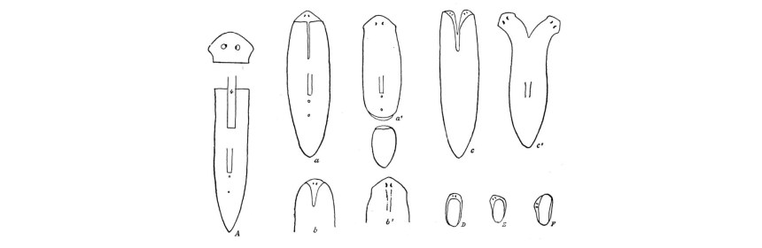 Illustration of Planaria from Thomas Hunt Morgan's Regeneration