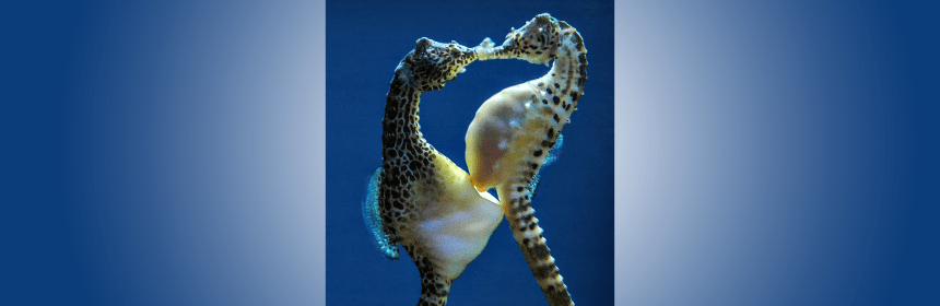 Photo of a female seahorse depositing eggs into a male seahorse's pouch.