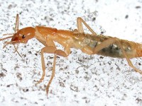 Episode 58: Where Do Insects Go When It’s&nbsp;Cold?