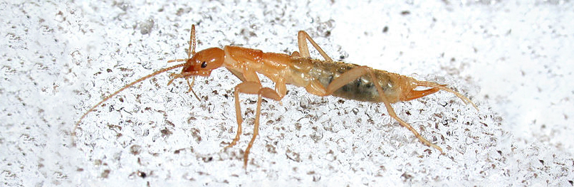 Photograph of a grylloblattid - an orange-y insect that looks kind of like a cricket - on a sheet of ice.