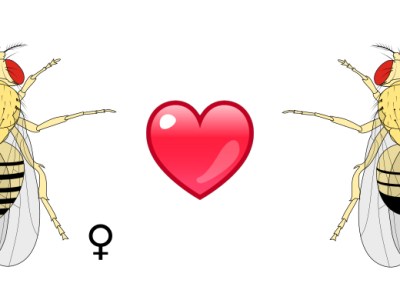 Episode 61: Genetic Control of Courtship Behaviors in Flies and Roaches (Happy Belated Valentine’s Day)