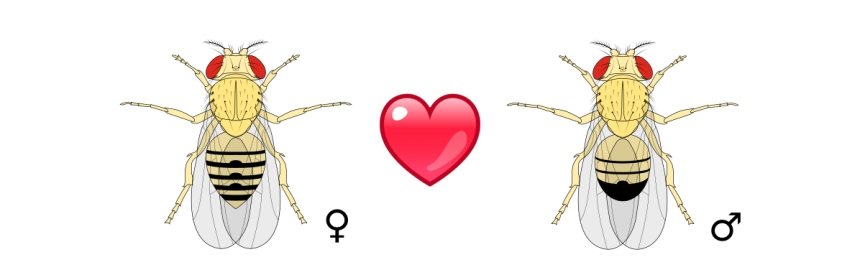 An illustration of a female and male fly of the species Drosophila melanogaster separated by an emoticon heart, as if to suggest "female D. melanogaster loves male D. melanogaster".