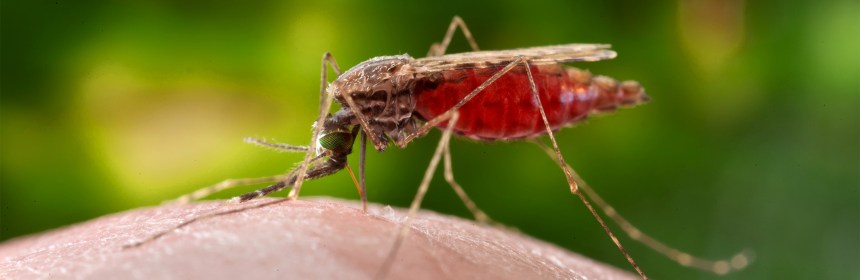 Photograph of an Anopheles mosquito engorged with blood, feeding on a human.