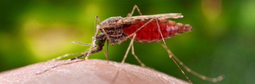 Photograph of an Anopheles mosquito engorged with blood, feeding on a human.