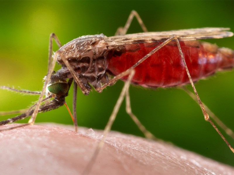 Episode 64: Blood-Eating Mosquitoes, Mosquito-Eating&nbsp;Spiders