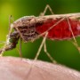 Photograph of an Anopheles mosquito engorged with blood, feeding on a human.